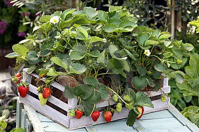 Babylonstoren