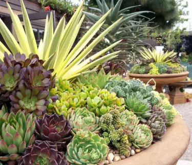 Lovely container garden of succulents.