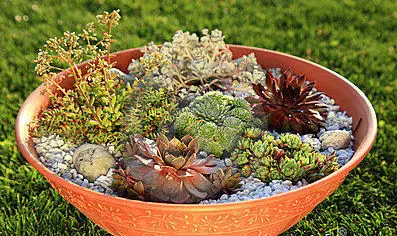 Bowl of succulents